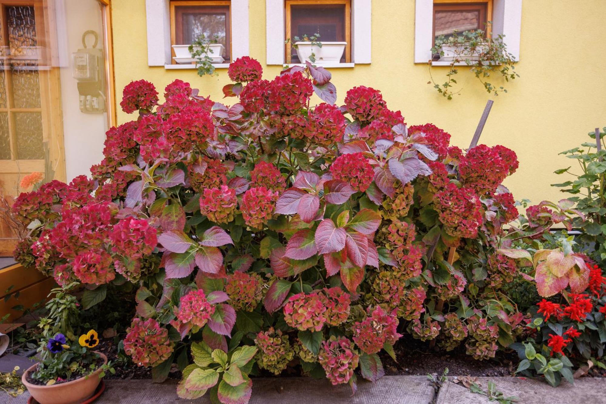 Bed and Breakfast Harang Panzio à Gyomaendrőd Extérieur photo